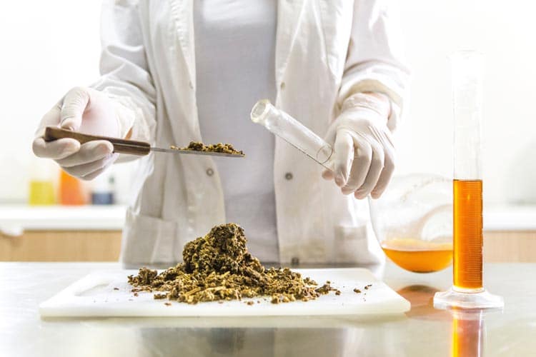 Important Advice in Designing Your Cannabis Lab
